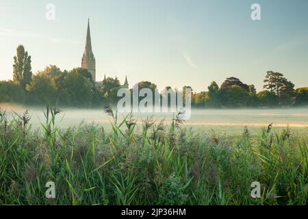 Summer dawn at Salisbury Cathedral, seen across Harnham Water Meadows, Wiltshire, England. Stock Photo