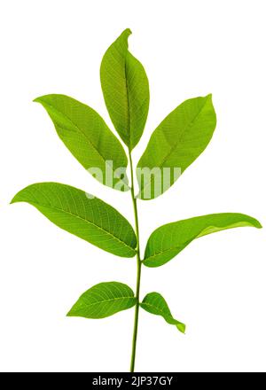 branch of walnut isolated on white background Stock Photo