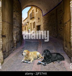 Golden retriever dogs waiting for orders from their owner in an old town street with stone houses and access tunnel to the city. Stock Photo