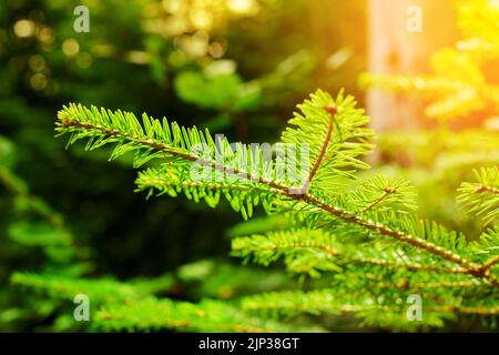Soft focus and close up of the branches of a green spruce against the blurred background in the sunset light Stock Photo