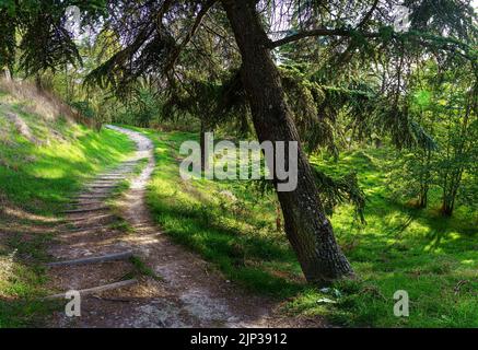 footpath in the park with trees and sunlight coming through the branches. Stock Photo