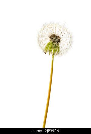 dandelion isolated on white background closeup Stock Photo