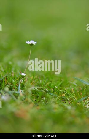 A vertical shot of delicate small daisy fleabanes (Erigeron annuus ...