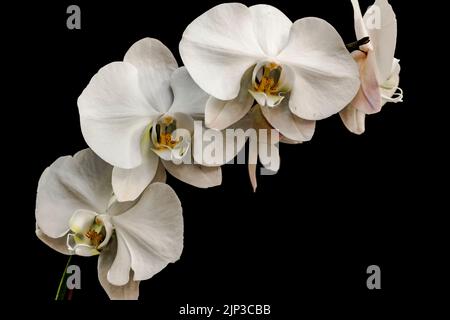 White Orchids show up stunningly against a black background Stock Photo
