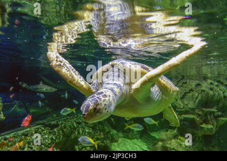 Brighton, August 10th 2022: First opened in 1872, the world's oldest operating aquarium, Brighton's Sea Life Centre, is celebrating its 150th annivers Stock Photo