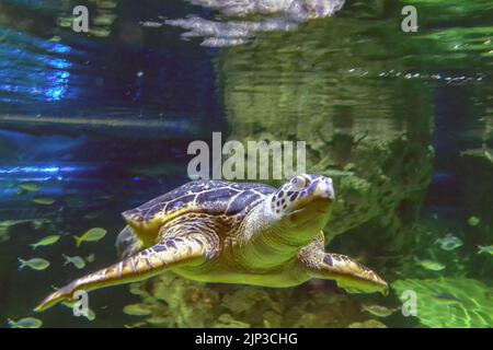 Brighton, August 10th 2022: First opened in 1872, the world's oldest operating aquarium, Brighton's Sea Life Centre, is celebrating its 150th annivers Stock Photo