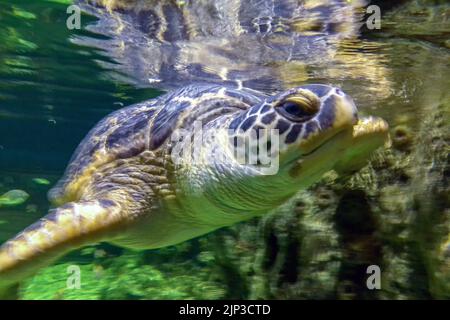 Brighton, August 10th 2022: First opened in 1872, the world's oldest operating aquarium, Brighton's Sea Life Centre, is celebrating its 150th annivers Stock Photo