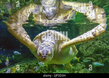 Brighton, August 10th 2022: First opened in 1872, the world's oldest operating aquarium, Brighton's Sea Life Centre, is celebrating its 150th annivers Stock Photo