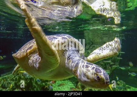 Brighton, August 10th 2022: First opened in 1872, the world's oldest operating aquarium, Brighton's Sea Life Centre, is celebrating its 150th annivers Stock Photo