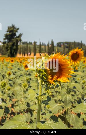 Sunflower field in Tuscany, Italy Stock Photo