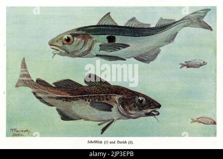 Haddock (Melanogrammus aeglefinus, above) and Greenland Cod (Gadus ogac, below): signed painting by German wildlife artist Paul Flanderky (1872-1937), published in Leipzig and Vienna in the (1911-18) 4th edition of Brehms Tierleben (Brehm’s Animal Life). Stock Photo