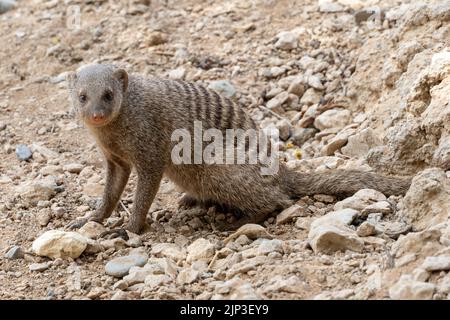 A close up of a Banded mongoose (Mungos mungo) in the desert sun of South Africa. Stock Photo