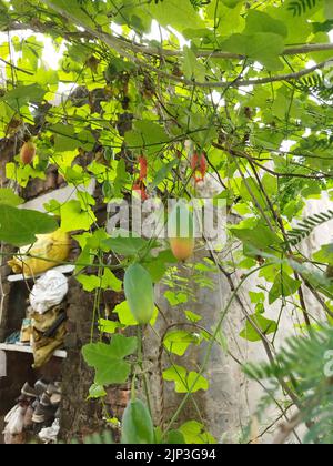 Coccinia grandis, the ivy gourd, also known as scarlet gourd, tindora and kowai fruit, is a tropical vine. It grows primarily in tropical climates Stock Photo