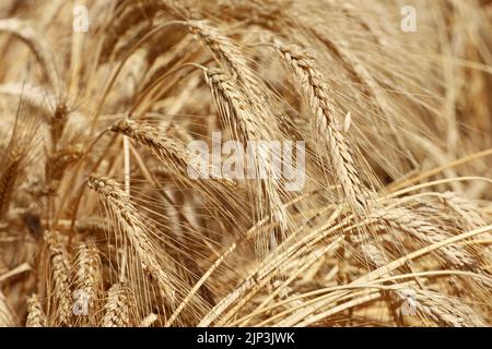 Ears of wheat on sunny field. Rural scene, background for harvest and agriculture Stock Photo