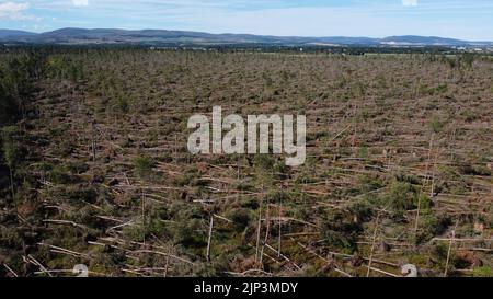Aerial view of widespread damage to woodland on the outskirts of Edzell in Angus, Scotland, UK from Storm Irwin Stock Photo