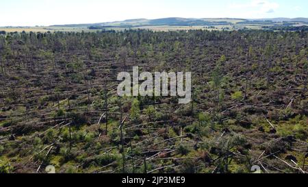 Aerial view of widespread damage to woodland on the outskirts of Edzell in Angus, Scotland, UK from Storm Irwin Stock Photo