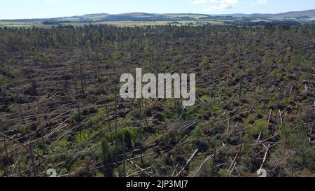 Aerial view of widespread damage to woodland on the outskirts of Edzell in Angus, Scotland, UK from Storm Irwin Stock Photo