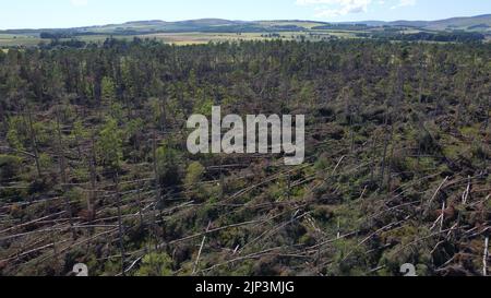 Aerial view of widespread damage to woodland on the outskirts of Edzell in Angus, Scotland, UK from Storm Irwin Stock Photo
