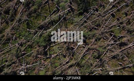 Aerial view of widespread damage to woodland on the outskirts of Edzell in Angus, Scotland, UK from Storm Irwin Stock Photo