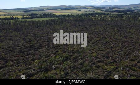 Aerial view of widespread damage to woodland on the outskirts of Edzell in Angus, Scotland, UK from Storm Irwin Stock Photo