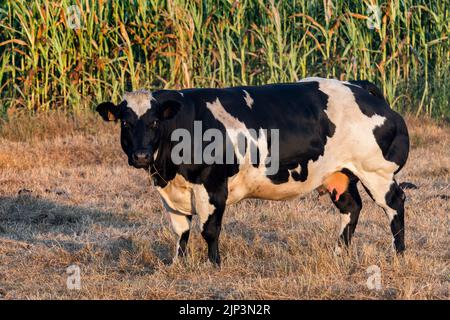Black and white Holstein Friesian cow, breed of dairy cattle, in meadow in front of maize field / cornfield / corn field in summer at sunrise Stock Photo