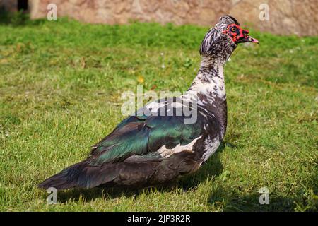 Big muscovy duck (Barbary duck) drake on the green lawn close up. Exotic poultry in the yard of a rural house Stock Photo