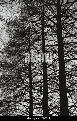 A vertical grayscale shot of tall trees from a low angle Stock Photo ...