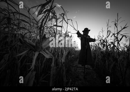 Scary scarecrow in a hat and coat on a evening autumn cornfield. Spooky Halloween holiday concept. Halloweens background. Black and white Stock Photo