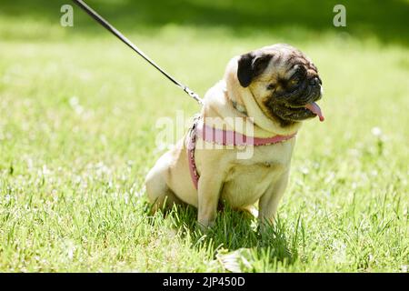 Full length portrait of cute pug dog sitting on green grass in park and enjoying walk in sunlight, copy space Stock Photo