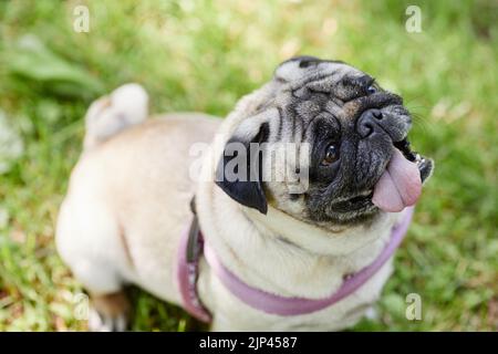 High angle portrait of cute pug dog sitting on green grass in park and looking up, copy space Stock Photo