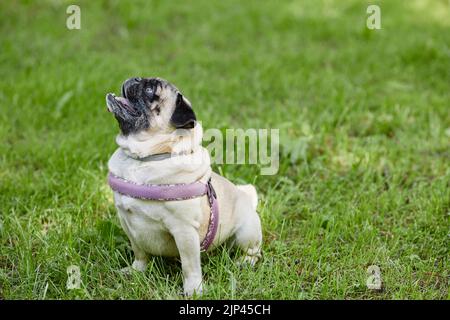 Side view full length portrait of cute pug dog sitting on green grass in park and looking up, copy space Stock Photo