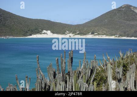 cactus plants overlooking a beautiful seascape surrounded by mountains. Stock Photo