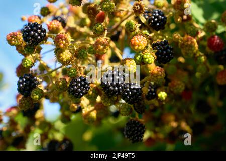 Wild Ripening Blackberries in the Sun. Fresh, ripening blackberries on the bush. Stock Photo