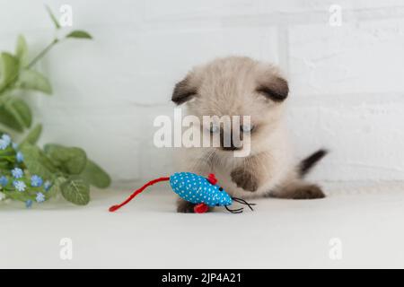 A small blue-eyed kitten point color is playing with a rag blue mouse toy. Selective focus Stock Photo