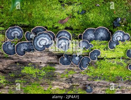 Turkey Tail mushrooms (Trametes versicolor or Coriolus versicolor)  on a decayed log in forest. Sulawesi, Indonesia.