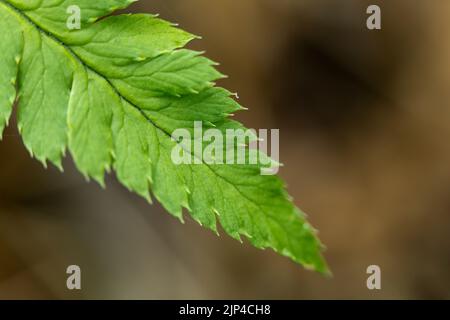 Fern leaf, plant close-up, leaf details. Stock Photo