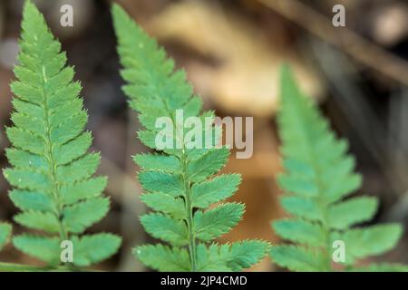 Fern leaf, plant close-up, leaf details. Stock Photo