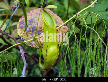 Carnivorous Pitcher plant Nepenthes in the wild. Sulawesi, Indonesia. Stock Photo