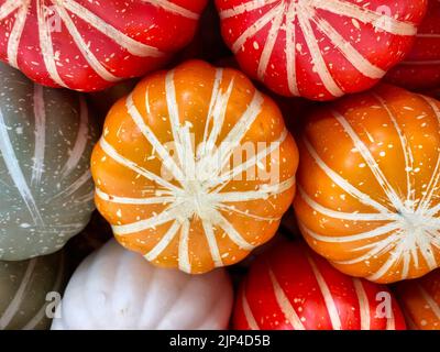 Colorful pumpkins for your Fall design graphics. Add a text overlay for ...