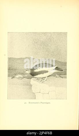 The gallinaceous game birds of North America (Pl. 40) (8119298005) Stock Photo