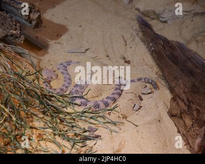 A pink-purple sidewinder snake laying in the sand with grass and logs surrounding it Stock Photo