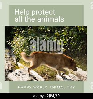 Composition of help protect all the animals happy world animal day text over dog. World animal day and celebration concept digitally generated image. Stock Photo