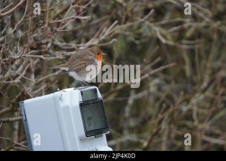 A shallow focus shot of an European robin on red light camera in the park Stock Photo