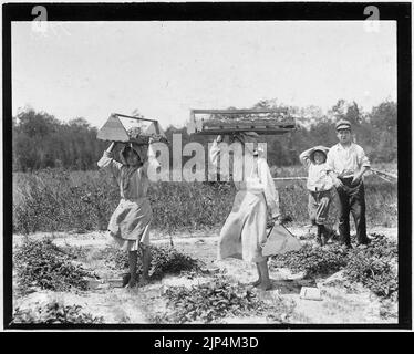 The girl berry carriers on Newton's Farm. Ann Parion, 13 years of age, working her 5 season, carries 60 Lbs. of... Stock Photo