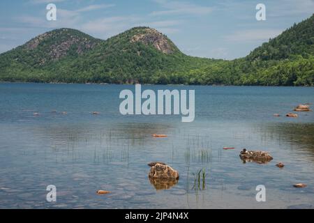 Jordon Pond with the North & South Bubble Mountains. A mother loon & loonlets sit on a rock in the pond. Acadia National Park, Mount Desrt Island, Mai Stock Photo