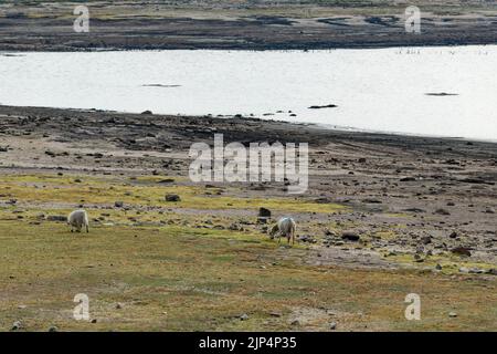 Low water levels at Colliford Lake in Cornwall, August 2022 Stock Photo