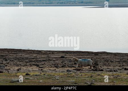 Low water levels at Colliford Lake in Cornwall, August 2022 Stock Photo