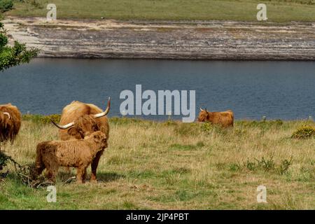 Low water levels at Colliford Lake in Cornwall, August 2022 Stock Photo