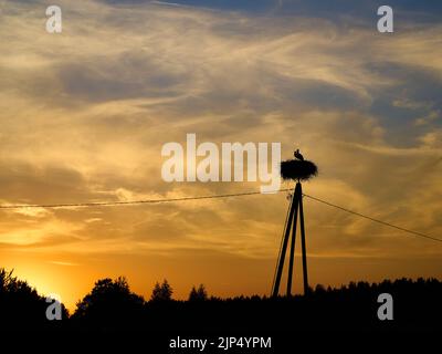 A stork birds pair in the nest on the electric pole against cloudy sky at the sunset. Dark forest on the background. Stock Photo