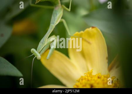 Praying Mantis hiding in a plant in a garden Stock Photo